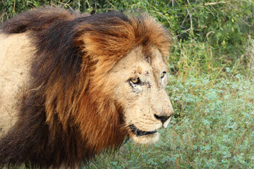 Afrikanischer Löwe / African lion / Panthera Leo.