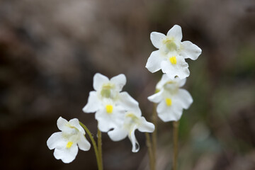 un bel gruppo di fiori primaverili bianchi coperti da gocce di rugiada, i prati di primavera e la...