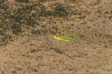 A green toad frog lies on the surface of a pond. Around the frog are green flakes of grass.