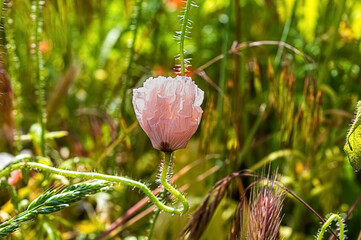 White poppy flower on field