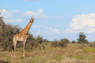 Giraffe / Giraffe / Giraffa camelopardalis
