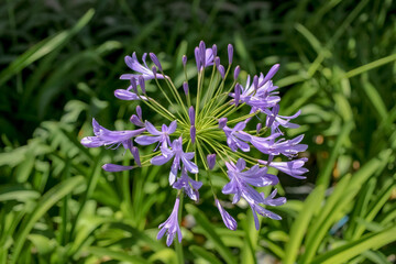 flowers in the garden