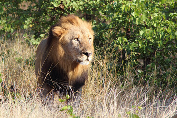 Afrikanischer Löwe / African lion / Panthera leo.