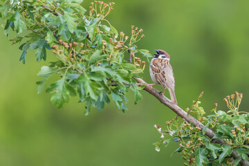 Little bird sparrow sitting on a branch of a green bush.