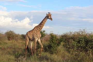 Giraffe / Giraffe / Giraffa Camelopardalis