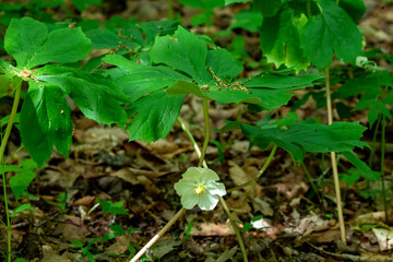  The mayapple, American mandrake, wild mandrake, and ground lemon. It is widespread across most of the eastern United States and southeastern Canada.