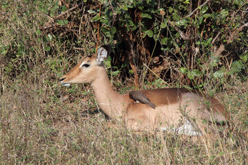 Schwarzfersenantilope und Rotschnabel-Madenhacker / Impala and Red-billed oxpecker / Aepyceros melampus et Buphagus erythrorhynchus.