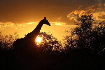 Giraffe im Sonnenuntergang Krüger Park Südafrika / Giraffe at Sundown Kruger Park South Africa / Giraffa camelopardalis