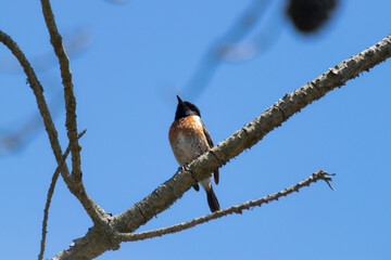 Single bird on pine tree