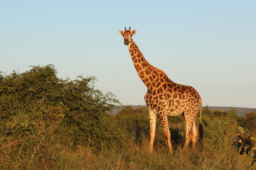 Giraffe / Giraffe / Giraffa camelopardalis