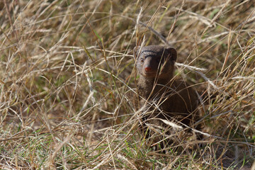 Südliche Zwergmanguste / Dwarf mongoose / Helogale parvula
