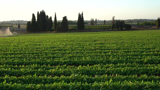 Green peanut field with irrigation sprinklers