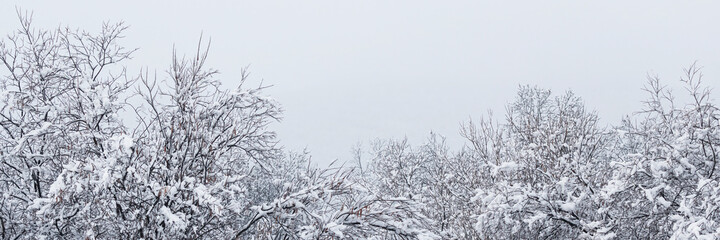 Snow on the branches of trees and bushes after a snowfall. Beautiful winter background with snow-covered trees. Plants in a winter forest park. Cold snowy weather. Perfect for design. Panorama