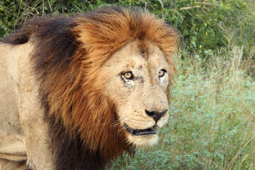 Fototapeta premium Afrikanischer Löwe / African lion / Panthera Leo.