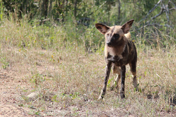 Afrikanischer Wildhund / African wild dog / Lycaon pictus.