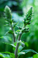 Close-up of the digitalis buds