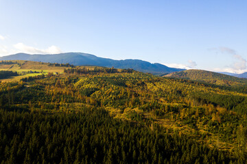 Aerial view of bright green spruce and yellow autumn trees in fall forest and distant high mountains.