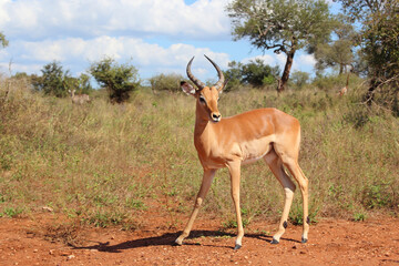 Schwarzfersenantilope / Impala / Aepyceros melampus