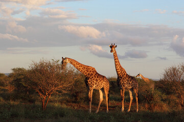 Giraffe / Giraffe / Giraffa camelopardalis