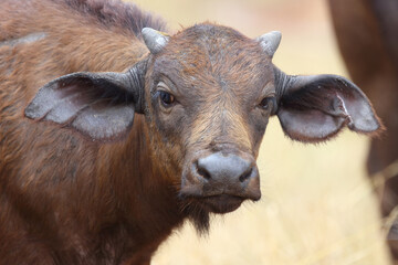 Kaffernbüffel / African buffalo / Syncerus caffer.
