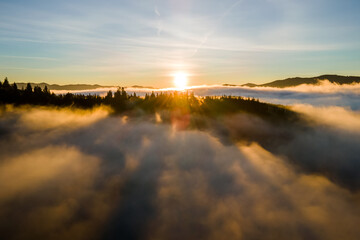 Aerial view of dark green pine trees in spruce forest with sunrise rays shining through branches in foggy fall mountains.