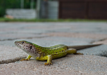 Green Lizard - Lacerta viridis, beautiful colored lizard from European meadow an rocks. Devin, Slovak republic