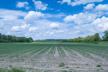 Landscape photo of a farm field with small vegetables. Field photo with cloudy sky.