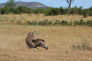 Steppenzebra / Burchell's zebra / Equus burchellii
