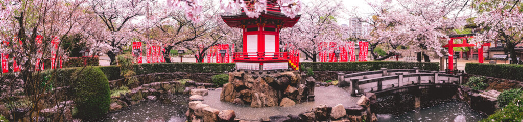 Fototapeta premium Super wide panorama of blooming sakura trees, pink petals, water fount with traditional pavilion, torii, red flags with kanjis, and stone bridge at buddhist temple in the spring, Osaka, japan