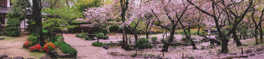 Super wide panorama of beautiful pink petals at traditional garden under the sakura trees blooming in spring in a rainy day at buddhist temple in Osaka, Japan