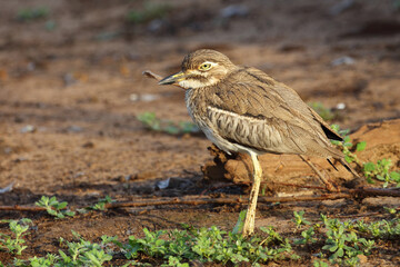 Wassertriel / Water thick-knee / Burhinus vermiculatus.