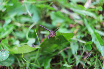 The snail is eating dandelion leaves. Close-up