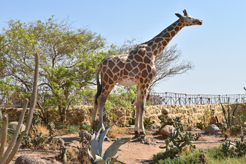 giraffe in the savannah