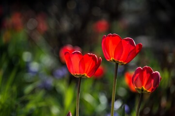 Obraz premium Three bright red tulips in sunlight on blurry background