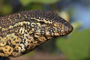 Nilwaran / Nile monitor / Varanus niloticus