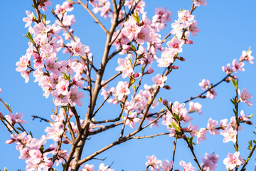 Fruit tree twigs with blooming white and pink petal flowers in spring garden.