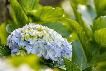 Hydrangea in blooming season, blue and white flower, at Azores islands.