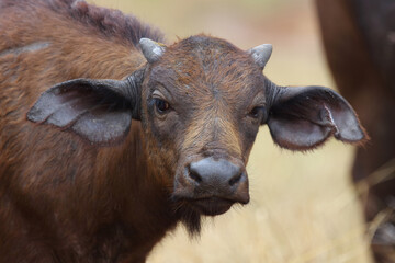Kaffernbüffel / African buffalo / Syncerus caffer.