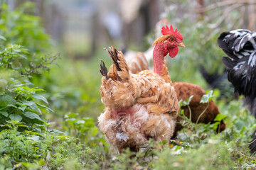 Chicken feeding on traditional rural barnyard. Hens on barn yard in eco farm. Free range poultry farming concept.