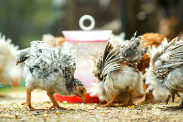 Hen feed on traditional rural barnyard. Close up of chicken standing on barn yard with bird feeder. Free range poultry farming concept.