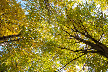 Perspective from down to up view of autumn forest with bright orange and yellow leaves. Dense woods with thick canopies in sunny fall weather.