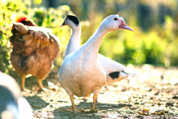 Ducks feed on traditional rural barnyard. Detail of a duck head. Close up of waterbird standing on barn yard. Free range poultry farming concept.