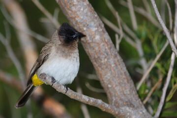 Graubülbül / Black-eyed bulbul - Dark-capped bulbul / Pycnonotus barbatus