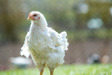 Hen feed on traditional rural barnyard. Close up of chicken standing on barn yard with green grass. Free range poultry farming concept.