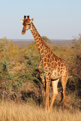 Giraffe / Giraffe / Giraffa camelopardalis