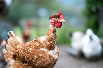 Chicken feeding on traditional rural barnyard. Hens on barn yard in eco farm. Free range poultry farming concept.