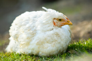 Hen feed on traditional rural barnyard. Close up of white chicken sitting on barn yard with green grass. Free range poultry farming concept.