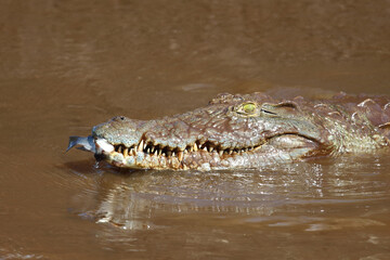 Nilkrokodil / Nile crocodile / Crocodylus niloticus..