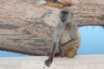 Bärenpavian / Chacma baboon / Papio ursinus..