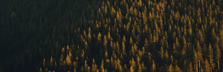 above, abstract, autumn, background, background texture, beauty, big size, black forest, branches, colorful, coniferous, countryside, decoration, environment, evergreen, flare, forest, forestry, green